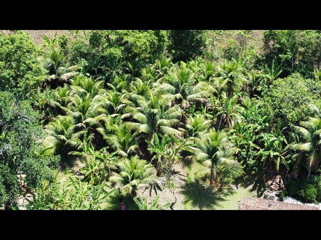 chácara 1 hectare em catende Pernambuco $50 mil compra e venda 8198958-5020 menos de 2 km do centro