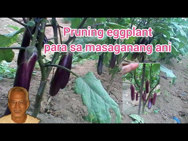 pruning eggplant for quality at maraming ani