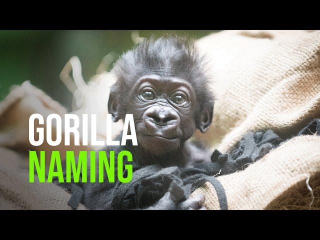 Cleveland Metroparks Asks for Public’s Help in Naming Zoo’s First Baby Gorilla