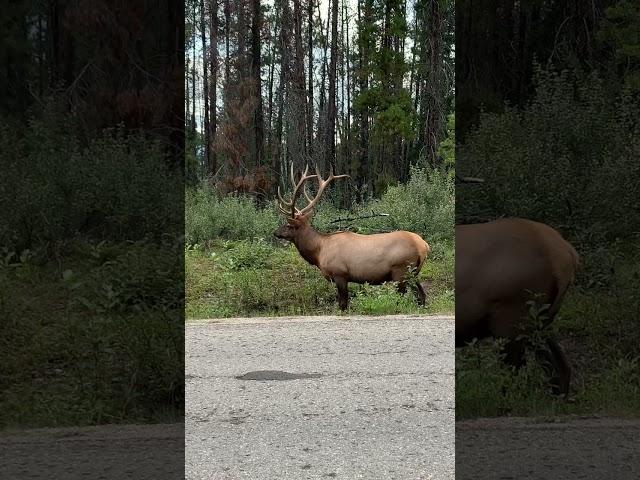 Elk (wapiti) in jasper national park #short #shorts #travel #Canada