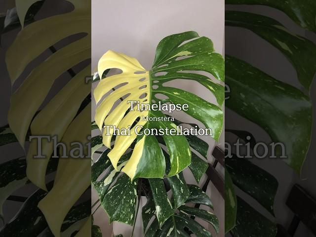 #タイムラプス #モンステラタイコンステレーション #planttimelapse #monsterathaiconstellation #モンステラ #monstera