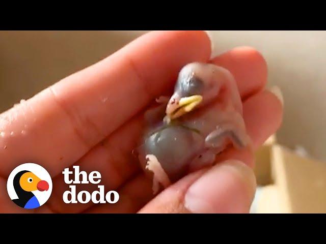 Tiny, Bald Baby Birds Get So Fluffy And Fly Back To The Wild | The Dodo Little But Fierce