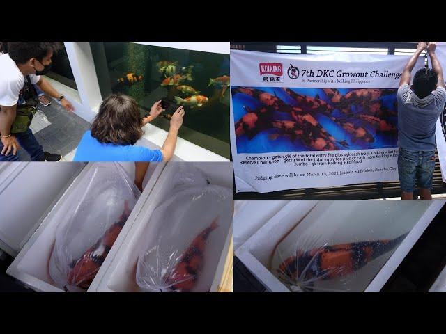 Davao Koi Club - Grow Out Challenge  + Tips w/ Koi Masters  (Jumbo Koi is Real) || English Subtitles