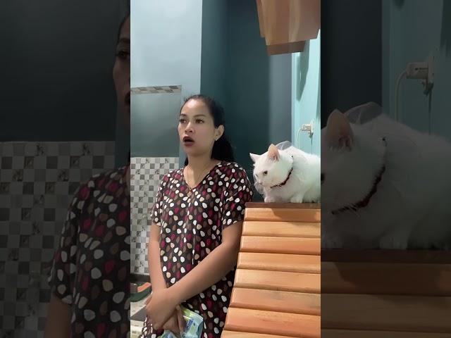 #shortsvideo#pecintakucing#videoshorts