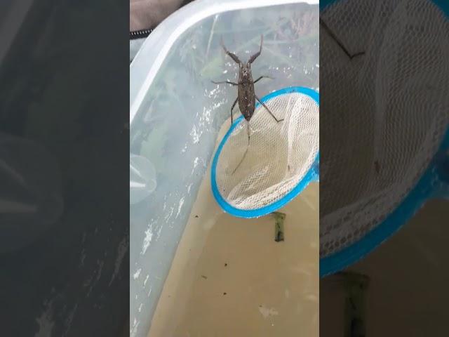 Look at the water Scorpion we just found! 