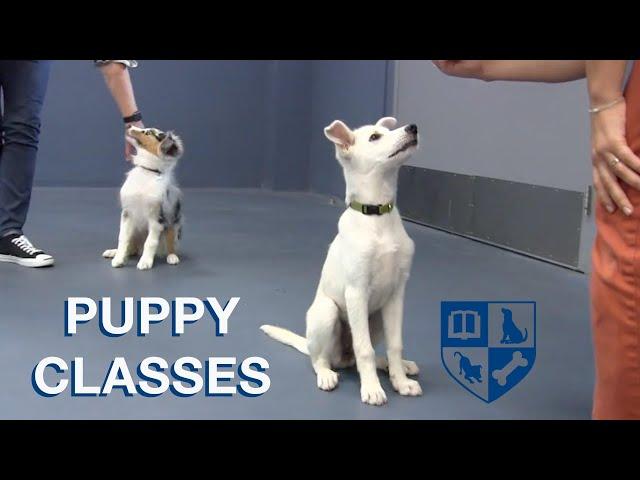 Free Webinar - A Guide to Puppy Classes with Dr. Ian Dunbar
