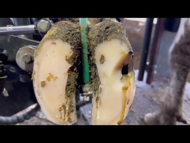 Cow's Hoof Trimming, Hoof Restoration, Hoof Cleaning Cow Rescue #HoofCare​ #CowHoof​ #HoofCleaning​