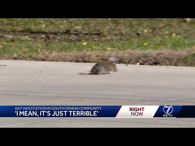 'I mean, it's just terrible': Rat infestation in south Omaha community