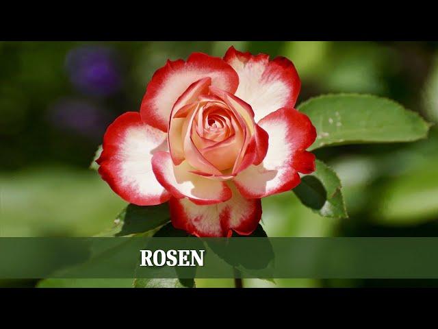 ROSEN - Ansprüche, Sorten und Schädlingsbekämpfung