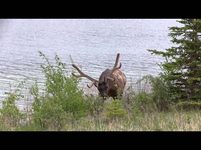 Alberta Nature Watching Tips 1: Introduction Featuring Jasper National Park, Alberta