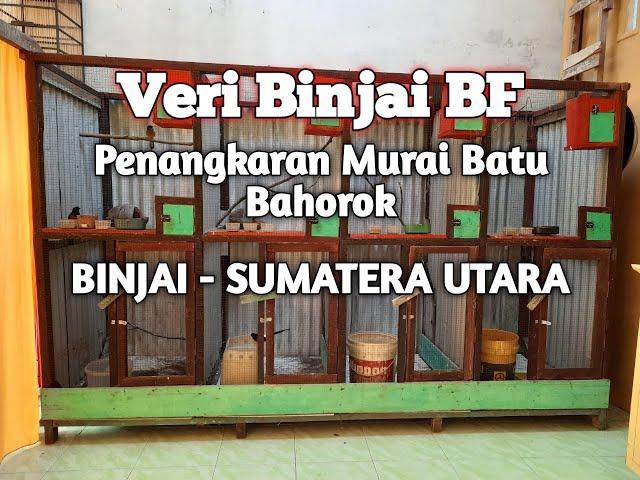 Penangkaran Murai Batu Di Medan Binjai, Sumatera Utara