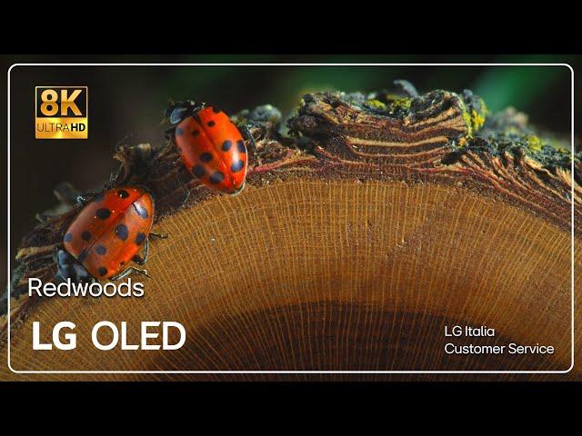 LG TVs | Official Demo video in 8K HDR 60 Fps 2023 | Redwoods