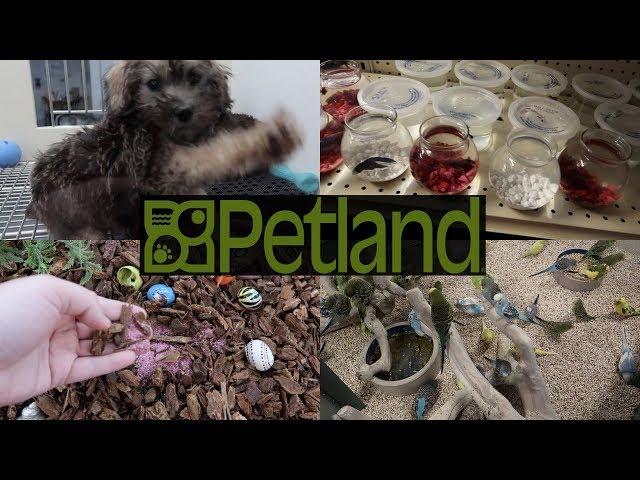 HOW DOES PETLAND CARE FOR THEIR ANIMALS?