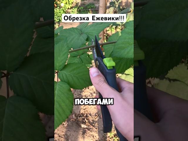 Обрезка Ежевики!!! Как обрезать боковые побеги! #ежевика #обрезка #обрезкасада #дача #урожай #сад
