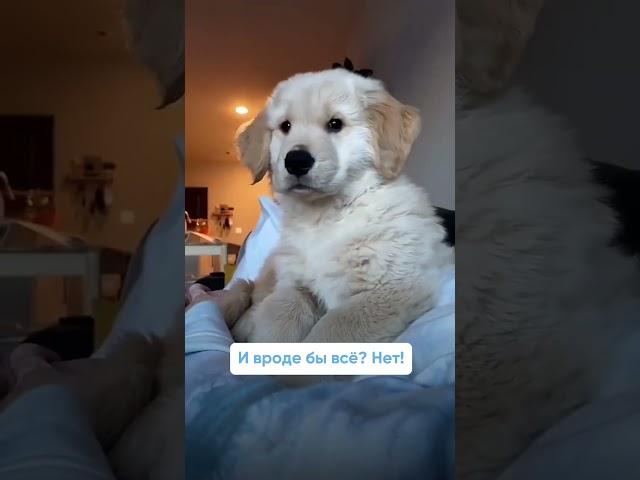 Как отучить щенка грызть и портить вещи? Полное видео уже на канале!