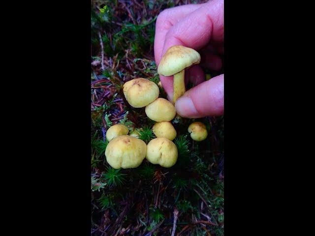 Yellow mushroom