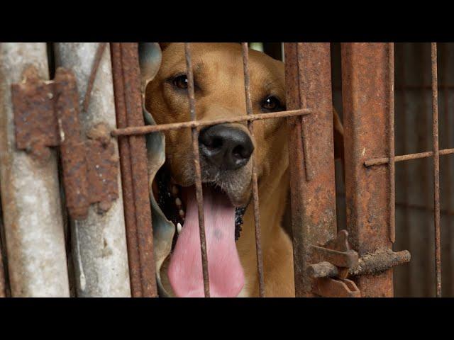 21 dogs rescued just in time from being slaughtered!