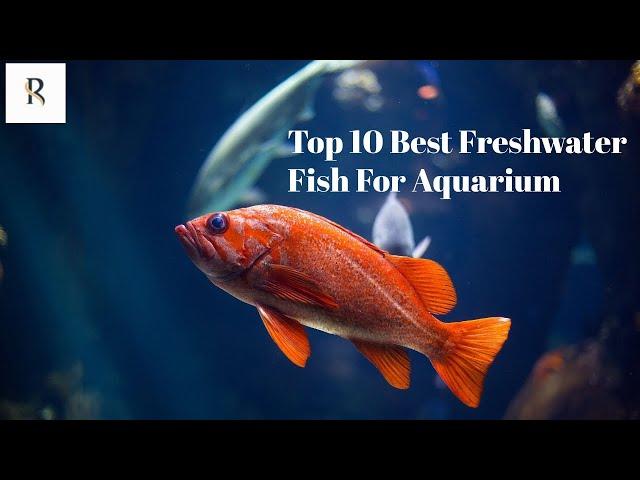 Top 10 Best Freshwater Fish For Aquarium | Top 10 Best Tropical Fish For Aquarium