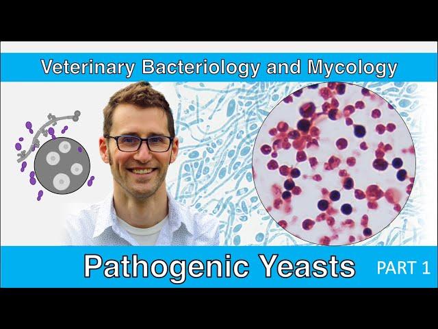 Pathogenic Yeasts (Part 1) - Veterinary Bacteriology and Mycology