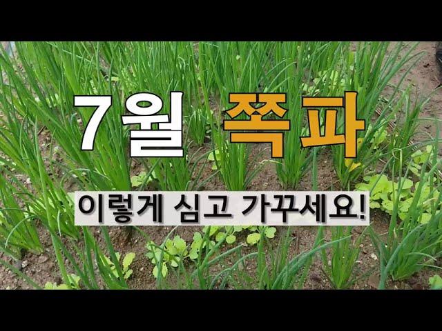 7월 쪽파 이렇게 심고 가꾸세요. # 주말농장 쪽파 가꾸기.