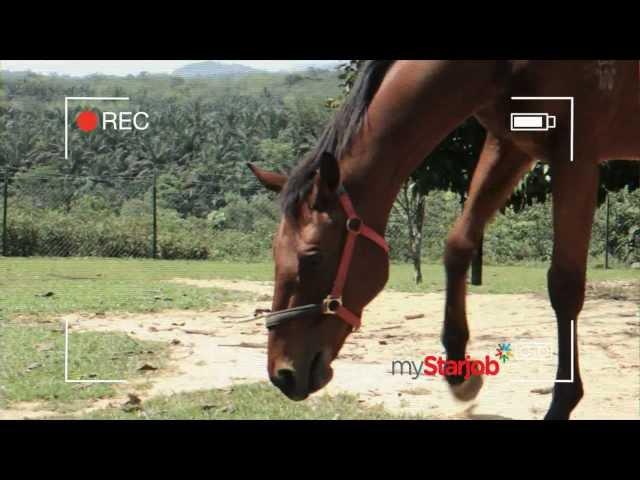 myStarJob Visume -- Even a horse can do it