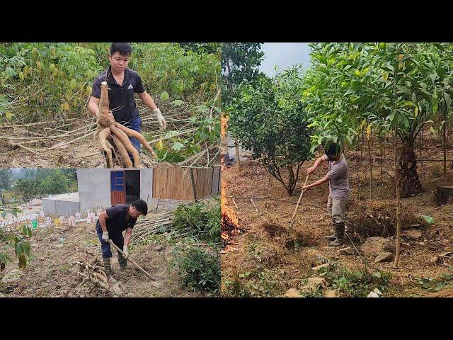 Remove all the weeds in the acacia garden and start harvesting cassava.