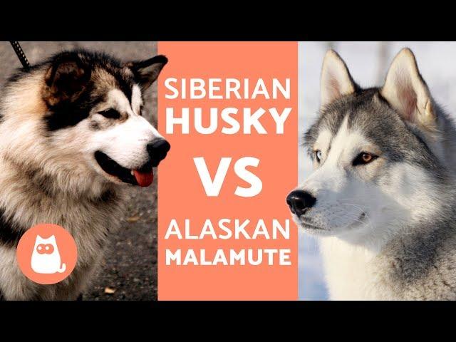 Husky Vs Alaska – Differences Between Siberian Husky and Alaskan Malamute