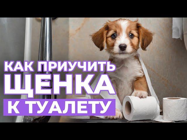 КАК ПРИУЧИТЬ ЩЕНКА К ТУАЛЕТУ: пошаговая инструкция с пеленок до года