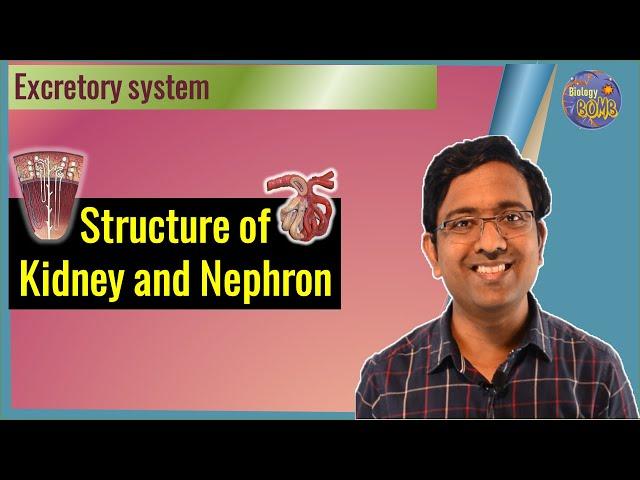 Structure of Kidney and Nephron I NEET I Dr Kunal Tatte (KT)