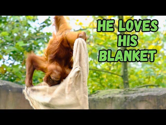 Young Orangutan Loves His Blanket.