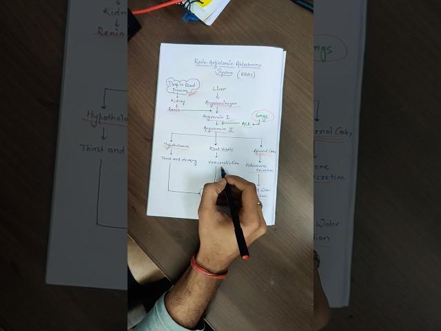 Renin Angiotensin system (RAAS)| MBBS | revision in 1 minute | #mbbs #mbbsstudent #doctor #medico