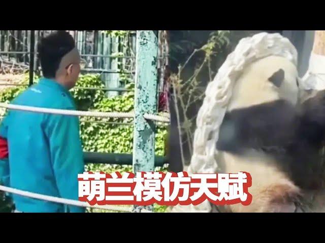 How much can giant panda Meng Lan do? He can not only entertain himself in a limited space but also