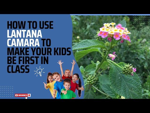 How to use Lantana camara for your kids to be first in class