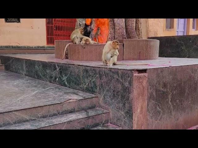 #Kalbhairavnath mandir sonari, Maharashtra#