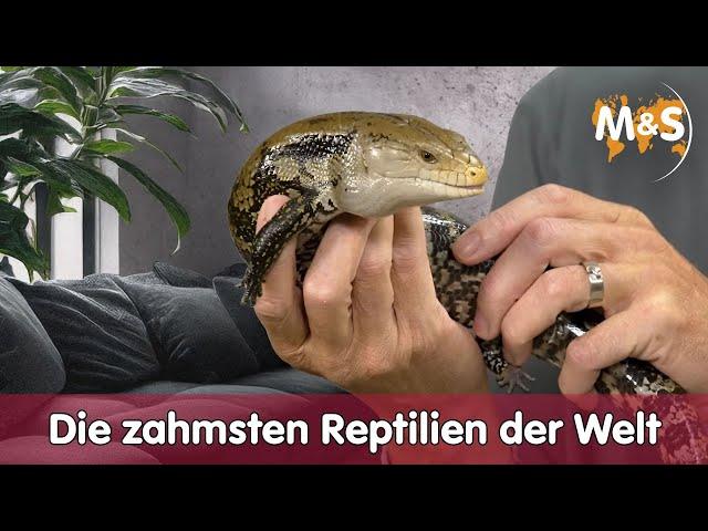 The Tamest Reptiles in the World