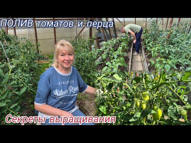 Дачные дела.ТОМАТЫ и ПЕРЕЦ секреты выращивания.КАПЕЛЬНЫЙ ПОЛИВ. Подкормки