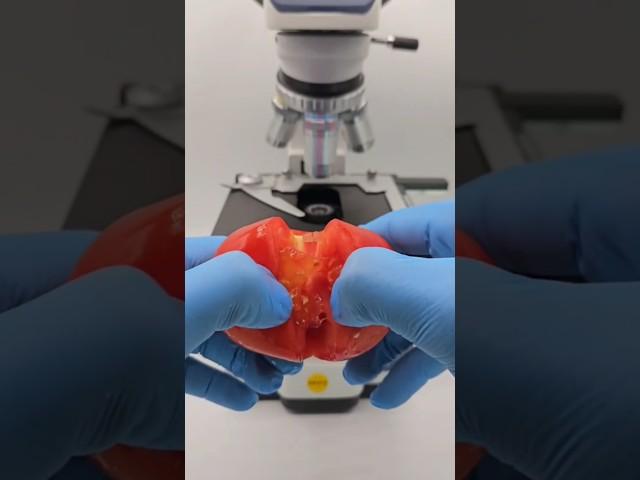 Tomato seen through a microscope  #microscope #facts #hack
