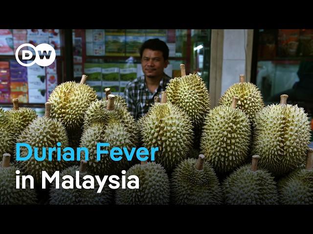 Durian: A spiky delicacy sees explosive sales boost from China | DW News