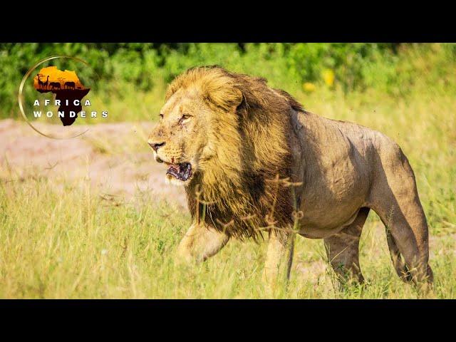 The African Lion: King of the Jungle