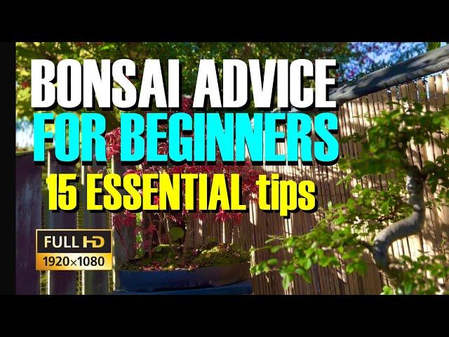 New to Bonsai? 15 ESSENTIAL tips you MUST know