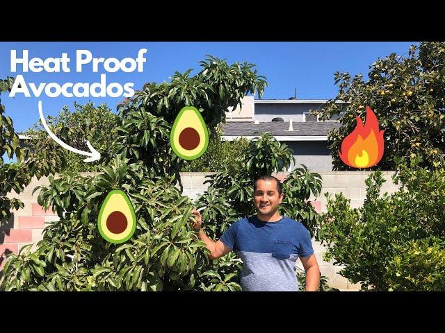 Best Avocado Varieties for Extreme Heat and Drought Weather!