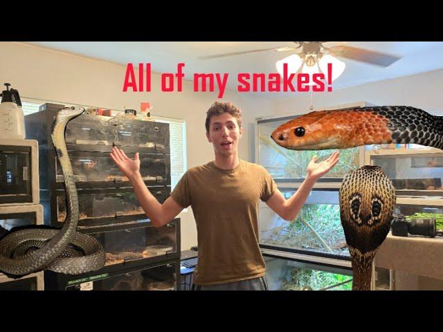 Venomous Snake Room Tour!