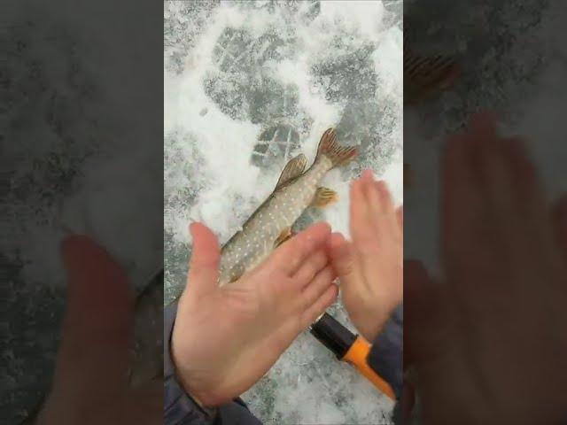An easy way to clean a lot of fish!  #shorts