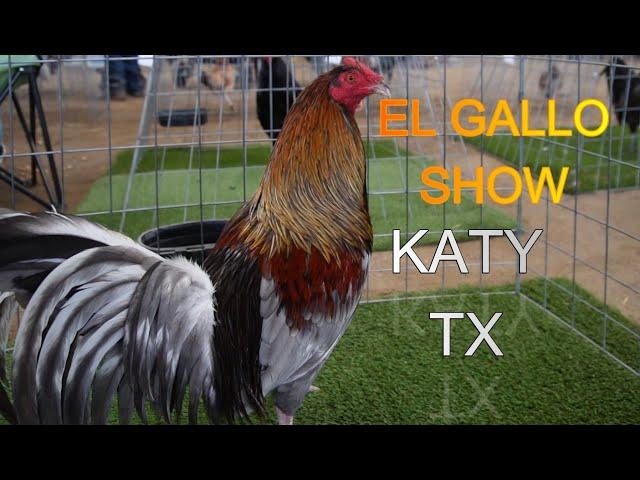 EL GALLO SHOW