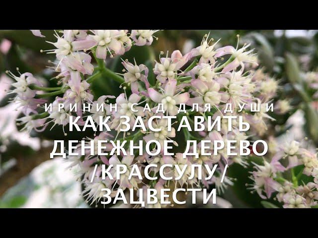 Как заставить денежное дерево /крассулу/ зацвести