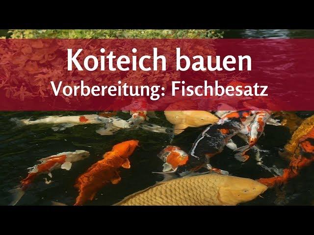 Koiteich: Ab wann können Fische ins Wasser – und wie viele?