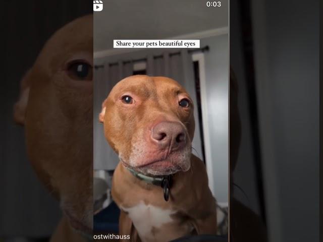 Hey there beautiful #dog #pitbull