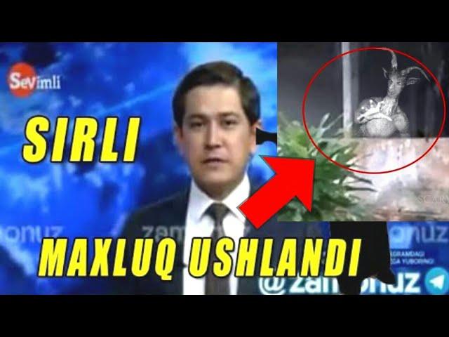 KOSONSOYDAGI MAXLUQ USHLANDI | NAMANGANDAGI MAXLUQ USHLANDI