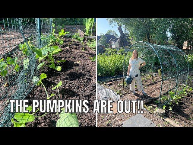 THE PUMPKINS ARE IN! / ALLOTMENT GARDENING FOR BEGINNERS