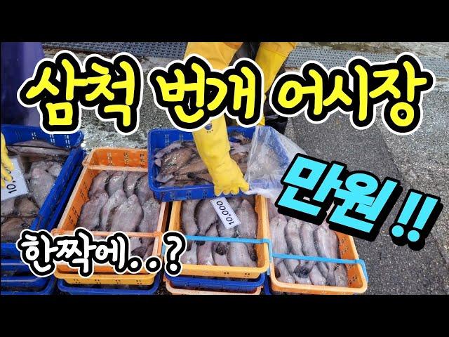 삼척 번개 어시장 한마리 500원? 마진 포기! 자연산 막퍼줘? 제발 만원만! 가성비 진짜 미쳤어요! korean fish market channel